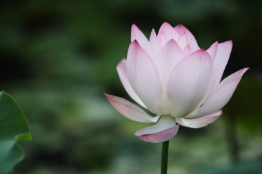 Doğa konsepti, bahçedeki çiçek.