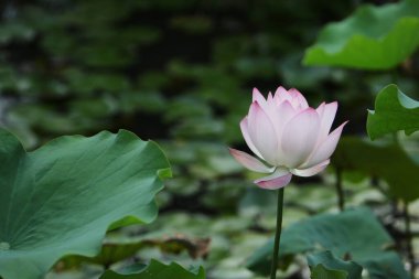 Doğa konsepti, bahçedeki çiçek.