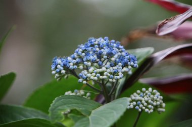 Doğa konsepti, bahçedeki çiçek.