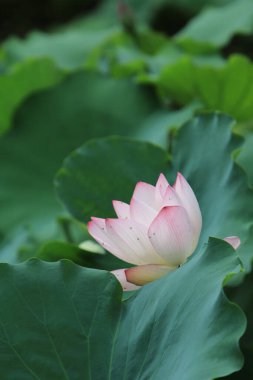 Göldeki güzel pembe nilüfer çiçeği