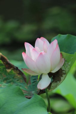 Göldeki güzel pembe nilüfer çiçeği