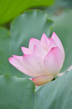 Gölette bir Pembe Lotus, Yazın doğa konsepti