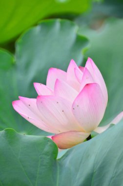 Gölette bir Pembe Lotus, Yazın doğa konsepti