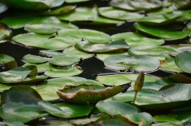 Nilüfer çiçeği, doğadaki gölet.