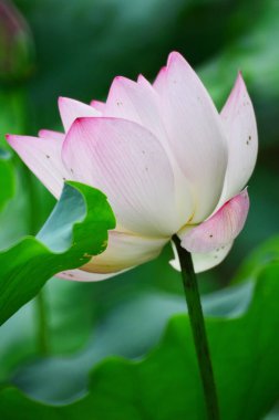 Pembe Lotus, doğada duran güzel pembe çiçek.