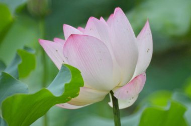 Pembe Lotus, doğada duran güzel pembe çiçek.