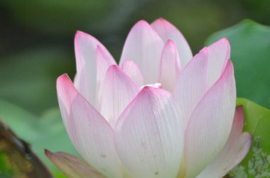 Pembe Lotus, doğada duran güzel pembe çiçek.