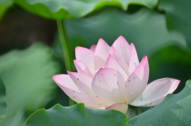 Pembe Lotus, doğada duran güzel pembe çiçek.