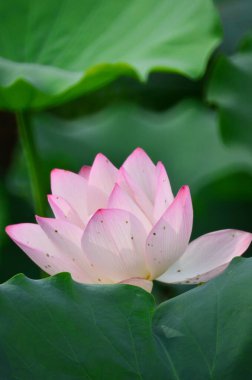 Pembe Lotus, doğada duran güzel pembe çiçek.