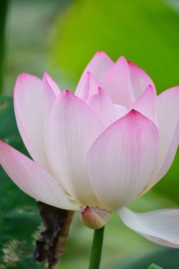 Pembe Lotus, doğada duran güzel pembe çiçek.