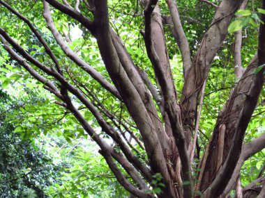 Yaprak resmi, doğa konsepti fotoğrafı.