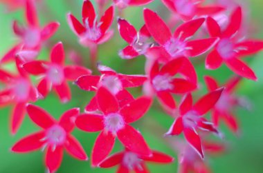Yeşil arkaplanda ixora chinensis lamk.