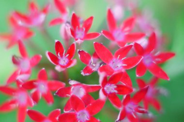 Yeşil arkaplanda ixora chinensis lamk.