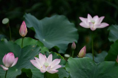 Lotus çiçeği ve Lotus çiçek bitki