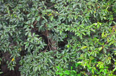 Yaprak resmi, doğa konsepti fotoğrafı.