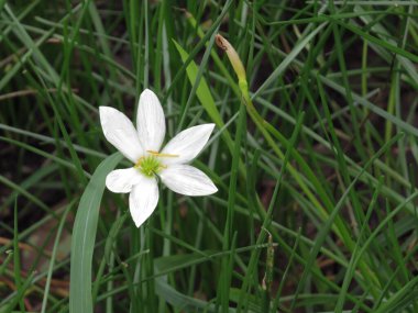 a Primroses - beautiful spring flowers, fragile and gentle