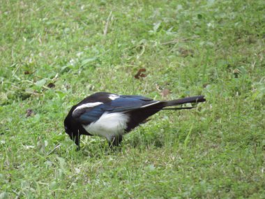 Common myna bird on green grass in Hong Kong