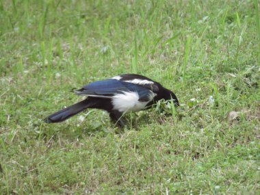 Common myna bird on green grass in Hong Kong