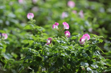 a Flowers of plants, beautiful flowering plants