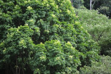 Yaprak resmi, doğa konsepti fotoğrafı.