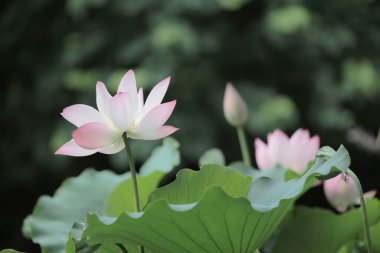 Bir Makro Lotus çiçeğinin yakın çekimi, yaz çiçeği.