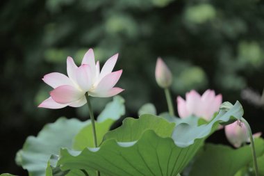 A close up of a Macro Lotus flower, summer flower clipart