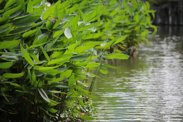 a Forest pond in summer nature, Water pond