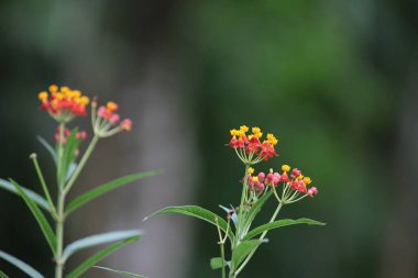 a beauty of nature on it's natural state