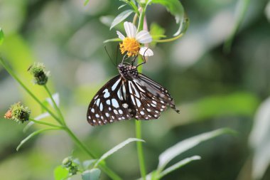The Pale Blue Tiger , a Tirumala limniace 