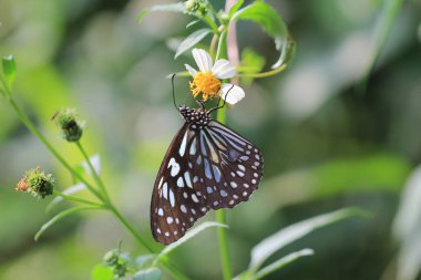 The Pale Blue Tiger , a Tirumala limniace 