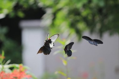 a Beautiful and colourful butterfly at the nature reserve.