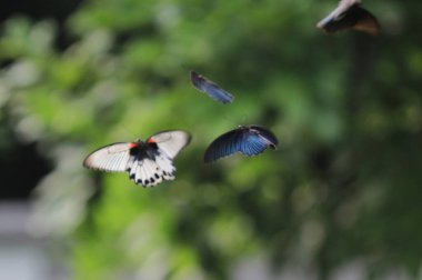 a Beautiful and colourful butterfly at the nature reserve.