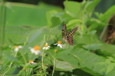 a Beautiful and colourful butterfly at the nature reserve.