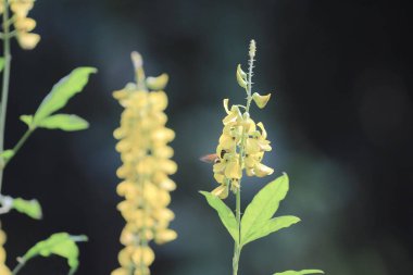 the Senna alata flowers in yellow bloom