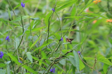 a Privet Hawk Moth, at the nature reserve.