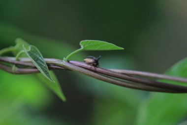 Yaprak resmi, doğa konsepti fotoğrafı.