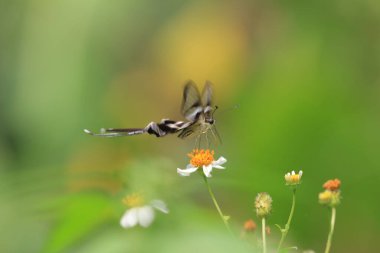 a Lamproptera curius White Dragontail, Beautiful Butterfly