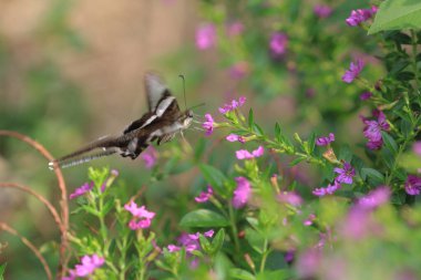 a Lamproptera curius White Dragontail, Beautiful Butterfly
