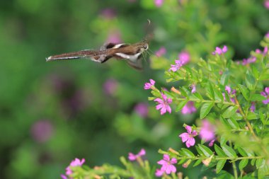 a Lamproptera curius White Dragontail, Beautiful Butterfly