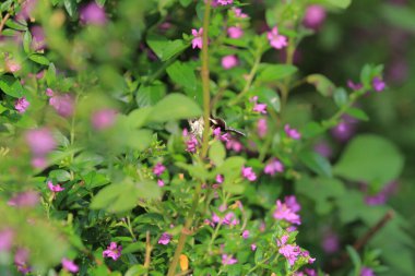 a Lamproptera curius White Dragontail, Beautiful Butterfly