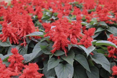 Salvia Splendens red flower blooming in a garden.