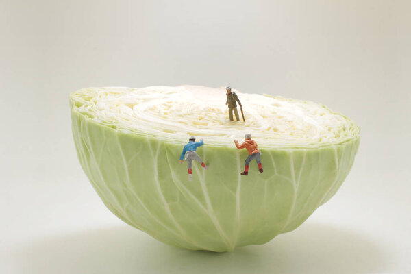 мини группы туристов на капусте