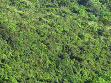 the Green vegetative, the nature landscape concept