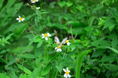 colorful butterfly resting on leaves, with wings