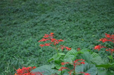 a healthy Hawaiian pagoda flowers growing in a botanical garden.