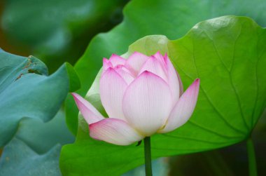 lotus flower blooming in pond with leaves as background