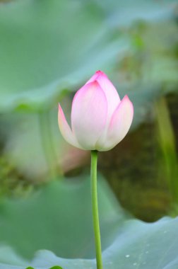 lotus flower blooming in pond with leaves as background