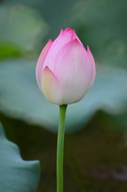 lotus flower blooming in pond with leaves as background