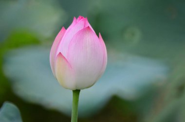 lotus flower blooming in pond with leaves as background