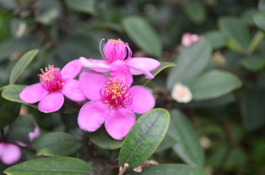 a Close up of Downy myrtle flower. Rhodomyrtus tomentosa